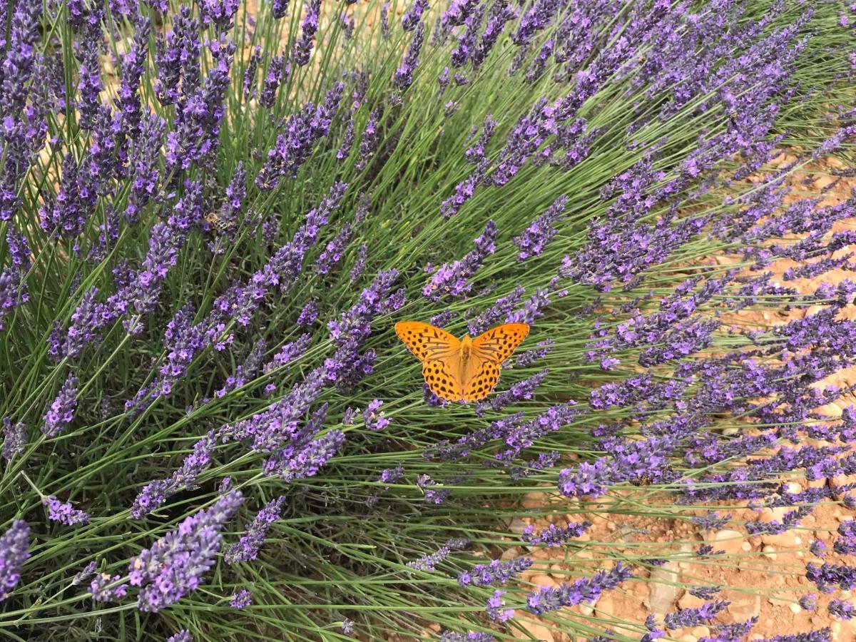 La Bastide De Jean Maison De Charme Dans Un Domaine Equestre Prive Grasse Buitenkant foto